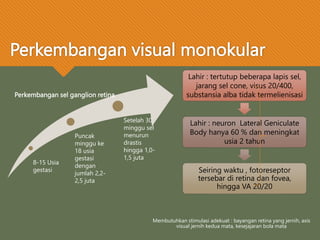 Perkembangan visual monokular
8-15 Usia
gestasi
Puncak
minggu ke
18 usia
gestasi
dengan
jumlah 2,2-
2,5 juta
Setelah 30
minggu sel
menurun
drastis
hingga 1,0-
1,5 juta
Perkembangan sel ganglion retina
Lahir : tertutup beberapa lapis sel,
jarang sel cone, visus 20/400,
substansia alba tidak termelienisasi
Lahir : neuron Lateral Geniculate
Body hanya 60 % dan meningkat
usia 2 tahun
Seiring waktu , fotoreseptor
tersebar di retina dan fovea,
hingga VA 20/20
Membutuhkan stimulasi adekuat : bayangan retina yang jernih, axis
visual jernih kedua mata, kesejajaran bola mata
 