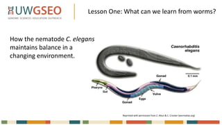 Lesson One: What can we learn from worms?
How the nematode C. elegans
maintains balance in a
changing environment.
Reprinted with permission from Z. Altun & C. Crocker (wormatlas.org)
 