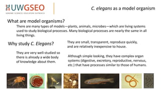 Simple Roganism Model C.elegans as a Model.ppt