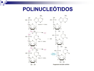 POLINUCLEÓTIDOS
 