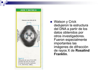 ◼ Watson y Crick
dedujeron la estructura
del DNA a partir de los
datos obtenidos por
otros investigadores.
Fueron especialmente
importantes las
imágenes de difracción
de rayos X de Rosalind
Franklin.
 