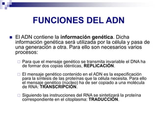 FUNCIONES DEL ADN
◼ El ADN contiene la información genética. Dicha
información genética será utilizada por la célula y pasa de
una generación a otra. Para ello son necesarios varios
procesos:
 Para que el mensaje genético se transmita invariable el DNA ha
de formar dos copias idénticas, REPLICACIÓN.
 El mensaje genético contenido en el ADN es la especificación
para la síntesis de las proteínas que la célula necesita. Para ello
el mensaje genético (núcleo) ha de ser copiado a una molécula
de RNA: TRANSCRIPCIÓN.
 Siguiendo las instrucciones del RNA se sintetizará la proteína
correspondiente en el citoplasma: TRADUCCIÓN.
 