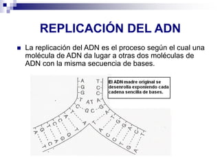 REPLICACIÓN DEL ADN
◼ La replicación del ADN es el proceso según el cual una
molécula de ADN da lugar a otras dos moléculas de
ADN con la misma secuencia de bases.
 