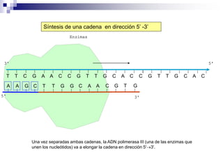T T C G A A C C G T T G C A C C G T T G C A C
A A G C T T G G C A A C G T G
Síntesis de una cadena en dirección 5’ -3’
Una vez separadas ambas cadenas, la ADN polimerasa III (una de las enzimas que
unen los nucleótidos) va a elongar la cadena en dirección 5'→3'.
 