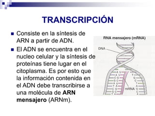 TRANSCRIPCIÓN
◼ Consiste en la síntesis de
ARN a partir de ADN.
◼ El ADN se encuentra en el
nucleo celular y la síntesis de
proteínas tiene lugar en el
citoplasma. Es por esto que
la información contenida en
el ADN debe transcribirse a
una molécula de ARN
mensajero (ARNm).
 