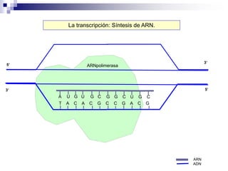 ARNpolimerasa
3’
3’
5’
5’
ARN
ADN
La transcripción: Síntesis de ARN.
T A C A C G C C G A C G
U C
G U G G G C U G C
A
 