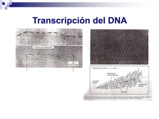 Transcripción del DNA
 