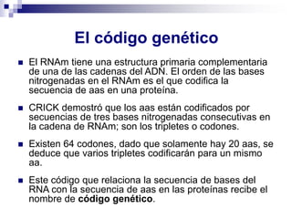 El código genético
◼ El RNAm tiene una estructura primaria complementaria
de una de las cadenas del ADN. El orden de las bases
nitrogenadas en el RNAm es el que codifica la
secuencia de aas en una proteína.
◼ CRICK demostró que los aas están codificados por
secuencias de tres bases nitrogenadas consecutivas en
la cadena de RNAm; son los tripletes o codones.
◼ Existen 64 codones, dado que solamente hay 20 aas, se
deduce que varios tripletes codificarán para un mismo
aa.
◼ Este código que relaciona la secuencia de bases del
RNA con la secuencia de aas en las proteínas recibe el
nombre de código genético.
 