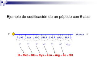 Ejemplo de codificación de un péptido con 6 aas.
 