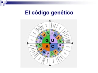 El código genético
 