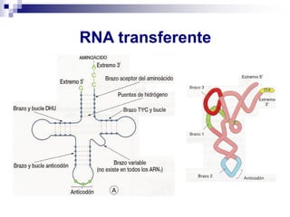 RNA transferente
 