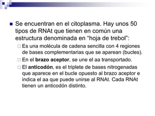 ◼ Se encuentran en el citoplasma. Hay unos 50
tipos de RNAt que tienen en común una
estructura denominada en “hoja de trebol”:
 Es una molécula de cadena sencilla con 4 regiones
de bases complementarias que se aparean (bucles).
 En el brazo aceptor, se une el aa transportado.
 El anticodón, es el triplete de bases nitrogenadas
que aparece en el bucle opuesto al brazo aceptor e
indica el aa que puede unirse al RNAt. Cada RNAt
tienen un anticodón distinto.
 