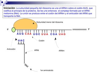 1er aminoácido
ARNt
Anticodón
Codón
ARNm
Subunidad menor del ribosoma
AAAAAAAAAAA
A U G C A A
U A C
Iniciación: La subunidad pequeña del ribosoma se une al ARNm sobre el codón AUG, que
codifica el principio de la proteína. Se les une entonces el complejo formado por el ARNt-
metionina (Met). La unión se produce entre el codón del ARNm y el anticodón del ARNt que
transporta la Met.
5’ 3’
U G C U U A C G A U A G
 
