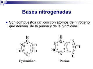 Bases nitrogenadas
◼ Son compuestos cíclicos con átomos de nitrógeno
que derivan de la purina y de la pirimidina
 