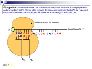 Subunidad menor del ribosoma
AAAAAAAAAAA
A U G C A A
U A C
Elongación I: A continuación se une la subunidad mayor del ribosoma. El complejo ARNt-
glutamima (Gln) [ARNt-Gln] se sitúa enfrente del codón correspondiente (CAA). La región del
ribosoma a la que se une el complejo ARNt-Gln se le llama región aminoacil (A).
5’
3’
G U U
U G C U U A C G A U A G
(i)
 