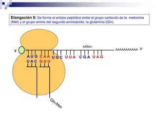 ARNm
AAAAAAAAAAA
A U G C A A
U A C
Elongación II: Se forma el enlace peptídico entre el grupo carboxilo de la metionina
(Met) y el grupo amino del segundo aminoácido, la glutamina (Gln).
5’
G U U
U G C U U A C G A U A G
3’
 
