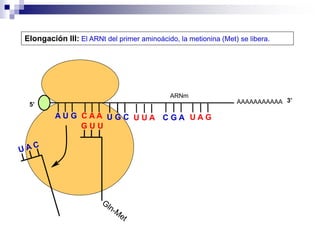 AAAAAAAAAAA
A U G C A A
Elongación III: El ARNt del primer aminoácido, la metionina (Met) se libera.
5’
G U U
U G C U U A C G A U A G
ARNm
3’
 