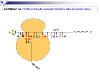 AAAAAAAAAAA
A U G C A A
Elongación IV: El ARNm se traslada, quedando el ribosoma sobre el siguiente triplete.
5’ 3’
G U U
U G C
U G C U U A C G A U A G
ARNm
 