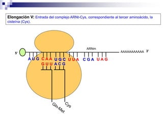 AAAAAAAAAAA
A U G C A A
Elongación V: Entrada del complejo ARNt-Cys, correspondiente al tercer aminoácido, la
cisteína (Cys).
5’
G U U
U G C
U G C U U A C G A U A G
ARNm
3’
A C G
 