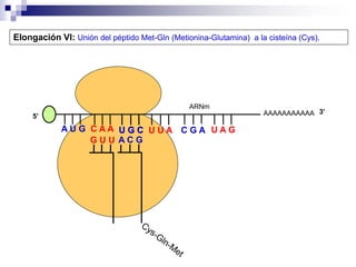 AAAAAAAAAAA
A U G C A A
Elongación VI: Unión del péptido Met-Gln (Metionina-Glutamina) a la cisteína (Cys).
5’
G U U
U G C
U G C U U A C G A U A G
ARNm
3’
A C G
 