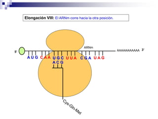 AAAAAAAAAAA
A U G C A A
Elongación VIII: El ARNm corre hacia la otra posición.
5’
U G C
U G C U U A C G A U A G
ARNm
3’
A C G
 