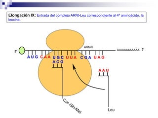 AAAAAAAAAAA
A U G C A A
Elongación IX: Entrada del complejo ARNt-Leu correspondiente al 4º aminoácido, la
leucina.
5’
U G C
U G C U U A C G A U A G
ARNm
3’
A C G
A A U
Leu
 