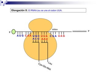 AAAAAAAAAAA
A U G C A A
Elongación X: El RNAt-Leu se une al codon UUA.
5’
U G C
U G C U U A C G A U A G
ARNm
3’
A C G A A U
 