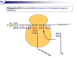 AAAAAAAAAAA
A U G C A A
Elongación XII: Entrada del ARNt de la leucina, el 5º aminoácido, la arginina
(ARNt-Arg).
5’
U G C
U G C U U A C G A U A G
ARNm
3’
A A U
G C U
 