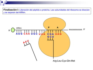 AAAAAAAAAAA
P A
A U G C A A
5’
U G C U U A C G A U A G
ARNm
3’
Arg-Leu-Cys-Gln-Met
G C U
Finalización I: Liberación del péptido o proteína. Las subunidades del ribosoma se disocian
y se separan del ARNm.
 