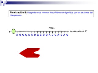 AAAAAAAAAAA
Finalización II: Después unos minutos los ARNm son digeridos por las enzimas del
hialoplasma.
5’
ARNm
3’
A U G C A A U G C U U A C G A U A G
 