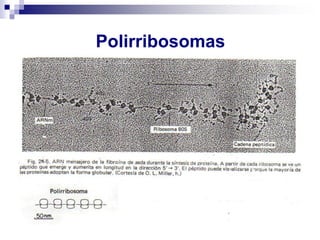 Polirribosomas
 