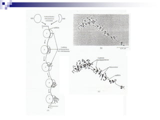 Ác. nucleicos 2023.pdf