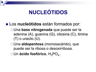 NUCLEÓTIDOS
◼ Los nucleótidos están formados por:
Una base nitrogenada que puede ser la
adenina (A), guanina (G), citosina (C), timina
(T) o uracilo (U).
Una aldopentosa (monosacárido), que
puede ser la ribosa o desoxirribosa.
Un ácido fosfórico, H3PO4..
 