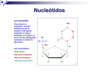 Nucleótidos
 