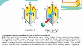 Harnessing Enzyme Power A Breakthrough In Chemical Reactions - wd24wtb