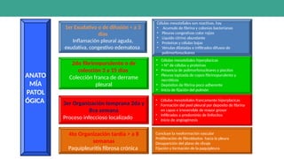 ANATO
MÍA
PATOL
ÓGICA
1er Exudativo o de difusión < a 3
días
Inflamación pleural aguda,
exudativa, congestivo edematosa
4to Organización tardía > a 8
semanas
Paquipleuritis fibrosa crónica
3er Organización temprana 2da y
8va semana
Proceso infeccioso localizado
2do fibrinopurulento o de
colección 3 a 15 días
Colección franca de derrame
pleural
Concluye la neoformación vascular
Proliferación de fibroblastos hacia la pleura
Desaparición del plano de clivaje
Fijación y formación de la paquipleura
• Células mesoteliales francamente hiperplacicas
• Formación del peel pleural por deposito de fibrina
en capas e irreversible de mayor grosor
• Infiltrados a predominio de linfocitos
• Inicio de angiogénesis
• Células mesoteliales hiperplacicas
• > Nº de células y proteínas
• Presencia de polimorfonucleares y piocitos
• Pleuras tapizada de copos fibrinopurulento y
necróticos
• Depósitos de fibrina poco adherente
• Inicio de fijación del pulmón
Células mesoteliales son reactivas, hay
• Acumulo de fibrina y colonias bacterianas
• Pleuras congestivas color rojizo
• Liquido citrino abundante
• Proteínas y células bajas
• Vénulas dilatadas e infiltrados difusos de
polimorfonucleares
 