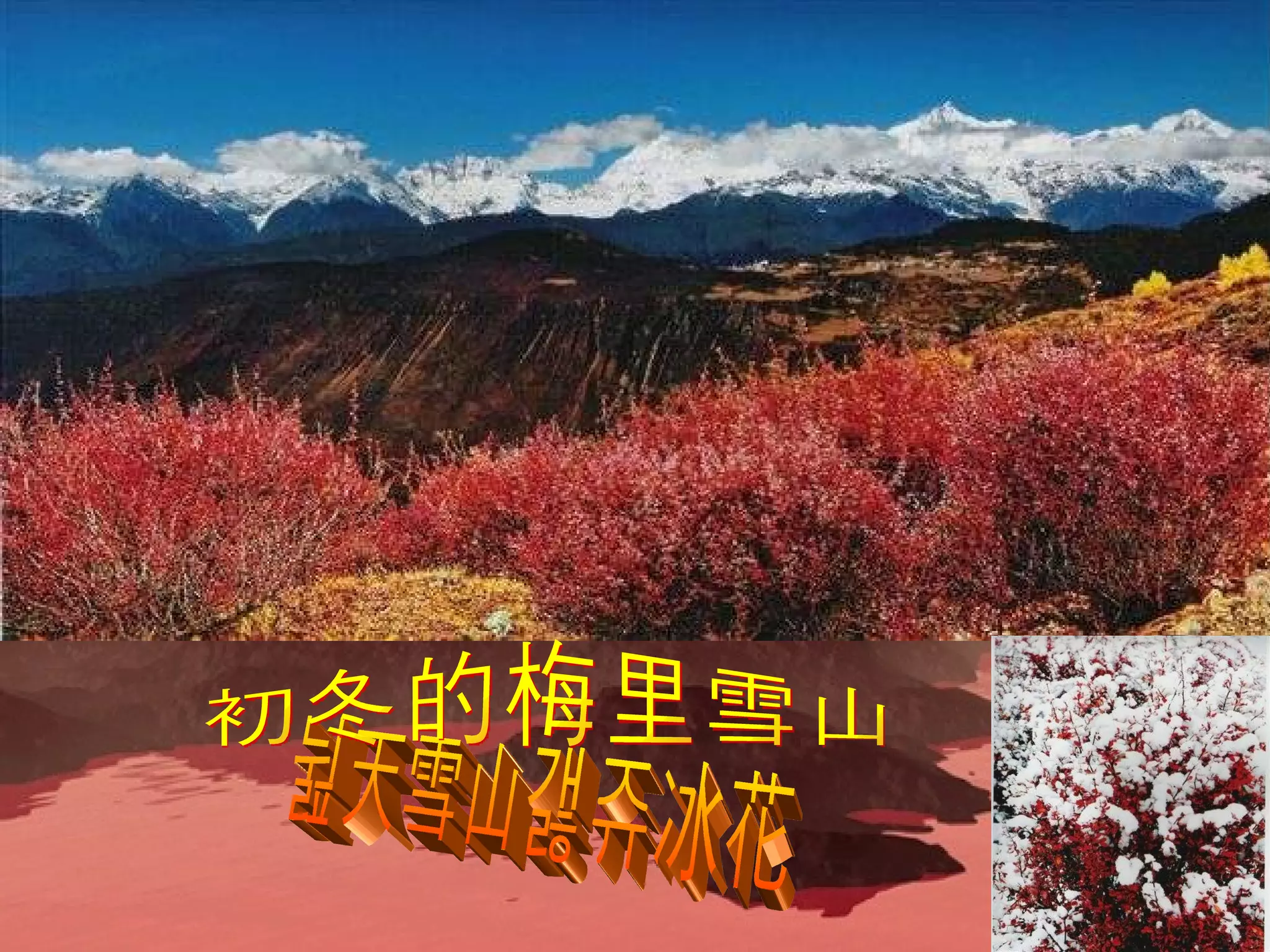 蓝天雪山红树冰花 初冬的梅里雪山 