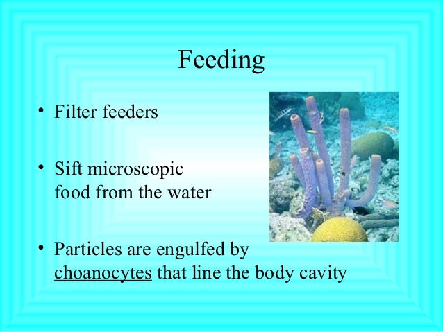 Sponges And Cnidarians Biology