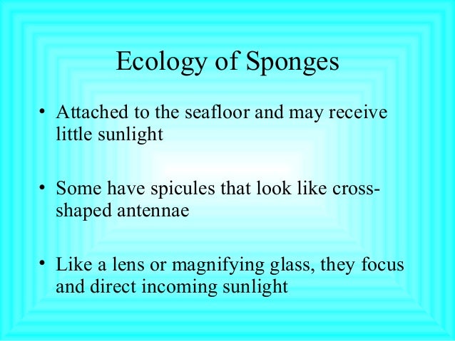 how does a sea sponge move how does a sea sponge move