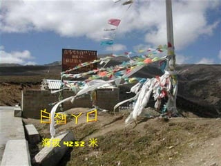 白马丫口 海拔 4252 米 