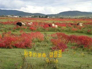 秋季的狼毒  红艳艳 