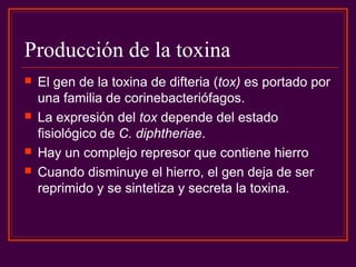 Producción de la toxina
 El gen de la toxina de difteria (tox) es portado por
una familia de corinebacteriófagos.
 La expresión del tox depende del estado
fisiológico de C. diphtheriae.
 Hay un complejo represor que contiene hierro
 Cuando disminuye el hierro, el gen deja de ser
reprimido y se sintetiza y secreta la toxina.
 