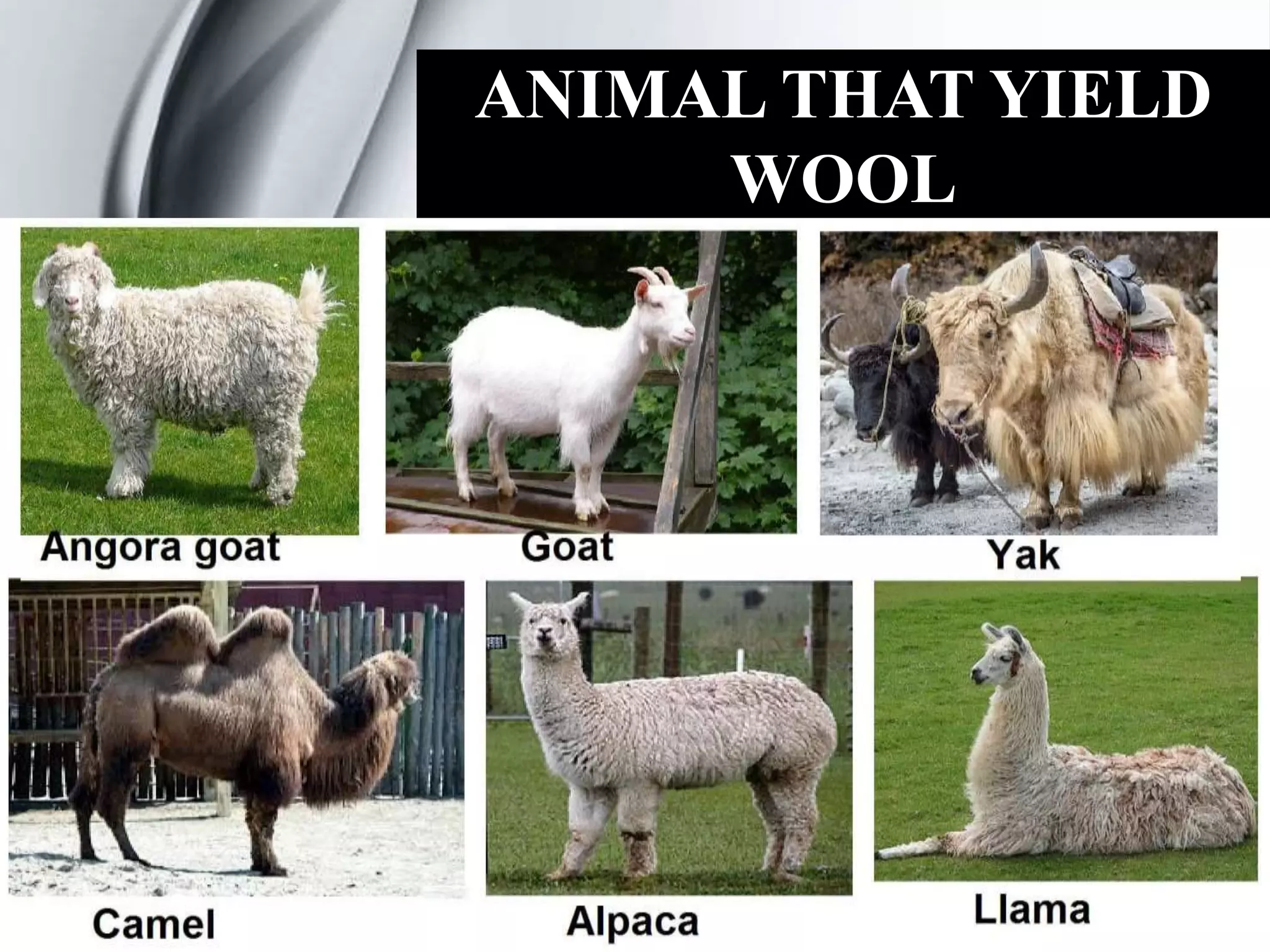 ANIMAL THAT YIELD
WOOL
 