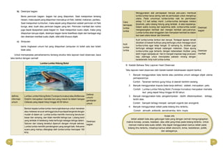 14 15Bahasa Indonesia Paket C Tingkatan V Modul Tema 1 Menyingkap Ilmu Pengetahuan di Sekitar Kita
b) Deskripsi bagian
Berisi perincian bagian- bagian hal yang dilaporkan. Saat melaporkan tentang
hewan, maka aspek yang dilaporkan mencakup ciri ﬁsik, habitat, makanan, perilaku.
Saat melaporkan tumbuhan, maka aspek yang dilaporkan adalah perincian ciri ﬁsik
bunga, akar, buah atau perincian bagian yang lain. Perincian manfaat dan nutrisi
juga dapat dipaparkan pada bagian ini. Saat melaporkan suaru objek, maka yang
dilaporkan berupa objek, deskripsi bagian berisi klasiﬁkasi objek dari berbagai segi
dan deskripsi manfaat suatu objek, sifat-sifat khusus objek.
c) Simpulan
berisi ringkasan umum hal yang dilaporkan (simpulan ini boleh ada dan boleh
tidak ada).
Untuk memperjelas pemahamanmu tentang struktur teks laporan hasil observasi, baca
teks berikut dengan cermat!
Lumba-Lumba Hidung Botol
deﬁnisi,
informasi
umum
Lumba-Lumba Hidung Botol (Tursiops truncatus) atau Bottlenose
Dolphin merupakan mamalia laut yang masuk ke dalam bangsa
Cetacea yang dapat hidup hingga 40-50 tahun.
Deﬁnisi
umum/
gambaran
umum
Bentuk kepala lumba-lumba memungkinkannya untuk menahan
ataumelawanarusairsehinggatubuhnyadapatbergerakdengan
mudah di dalam air. Lumba-lumba memiliki moncong berukuran
besar dan ramping, dan tidak memiliki telinga luar. Lubang kecil
yang terletak di belakang mata berfungsi sebagai telinga dalam.
Saluran dari lubang tersebut dipenuhi dengan minyak sekresi.
Lumba lumba memiliki pendengaran yang sangat baik, frekuensi
suara yang mampu ditangkap oleh lumba-lumba mencapai 150
KHz.
Deskripsi
bagian
Cara
bernapas
lumba-
lumba
Menggunakan alat pernapasan berupa paru-paru membuat
lumba-lumba harus sering naik ke permukaan untuk menghirup
udara. Pada umumnya lumba-lumba naik ke permukaan
setiap 1-2 kali setiap menit. Lumba-lumba bernapas melalui
blowhole, yaitu lubang hidung yang terletak di atas kepalanya.
Dalam waktu kurang dari seperlima detik, lumba-lumba sudah
mengosongkan kembali dan mengisi kembali paru-parunya.
Lumba-lumba akan tenggelam dan menyelam kembali ke dalam
laut saat udara keluar dari blowhole.
Deskripsi
bagian
Kulit
lumba-
lumba
Kulit lumba-lumba lembut dan kenyal. Terdapat lapisan lemak
(blubber) di bawah kulitnya yang berfungsi untuk menjaga tubuh
lumba-lumba agar tetap hangat. Di samping itu, blubber juga
berfungsi sebagai tempat cadangan makanan. Daya apung
lumba-lumba juga terbantu dengan keberadaan blubber yang
lebih ringan daripada air. Hal ini menjadi inspirasi bagi produsen
baju olahraga untuk menciptaka pakaian renang dengan
karakteristik mirip kulit lumba-lumba.
Deskripsi
manfaat
B. Kaidah Bahasa Teks Laporan Hasil Observasi
Teks laporan hasil observasi oleh kaidah-kaidah kebahasaan seperti berikut.
1. Banyak menggunakan kata benda atau peristiwa umum sebagai objek utama
pemaparannya.
Contoh : Tanaman lamtoro gung hidup di daerah beriklim sedang.
2. Banyak menggunakan kopula (kata kerja deﬁnisi) : adalah, merupakan, yaitu.
Contoh : Lumba-Lumba Hidung Botol (Tursiops truncatus) merupakan mamalia
laut yang dapat hidup hingga 40-50 tahun.
3. Banyak menggunakan kata pengelompokan : dipilih, dikelompokkan, terbagi,
terdiri atas.
Contoh : Sampah terbagi menjadi sampah organik dan anorganik.
4. Banyak menggunakan istilah pada bidang ilmu tertentu.
Contoh : atmosﬁr, antibiotik, aerodinamika, iklim, tropis.
Kotak info
Istilah adalah kata atau gabungan kata yang dengan cermat mengungkapkan
makna konsep, proses, keadaan, atau sifat yang khas pada bidang tertentu. Untuk
mencari makna kata suatu istilah, kita dapat menggunakan kamus istilah pada
bidang ilmu tertentu, misalnya kamus istilah ekonomi, kimia, kedokteran, politik,
dan sebagainya.
 