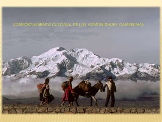 COMPORTAMIENTO CULTURAL DE LAS COMUNIDADES CAMPESINAS
 