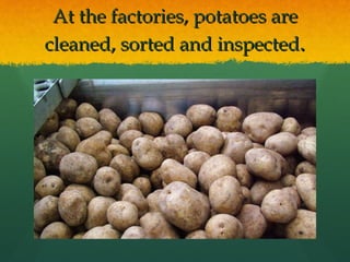 At the factories, potatoes are cleaned, sorted and inspected . 