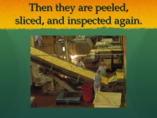 Then they are peeled, sliced, and inspected again. 