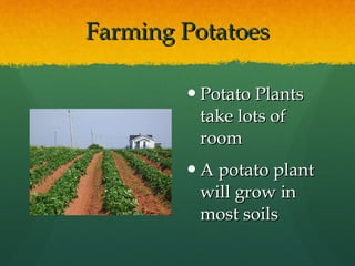 Farming Potatoes Potato Plants take lots of room A potato plant will grow in most soils  
