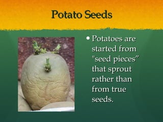 Potato Seeds Potatoes are started from "seed pieces” that sprout rather than from true seeds.  