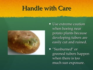 Handle with Care Use extreme caution when hoeing near potato plants because developing tubers are easily cut and ruined. “ Sunburned" or greened tubers happen when there is too much sun exposure.  